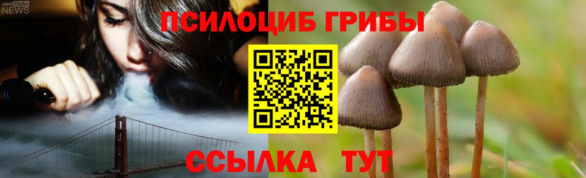 Советск  Псилоцибиновые грибы Psilocybe  Псилоцибиновые грибы Psilocybe  Вход с VPN 